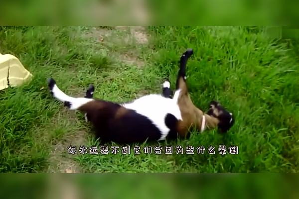 新澳一肖胆小多疑猜一肖深度解析：揭秘胆小多疑生肖的性格特征与运势