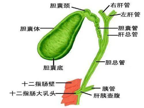 新澳一肖胆大心细猜一生肖：深度解析，揭秘精准生肖预测技巧