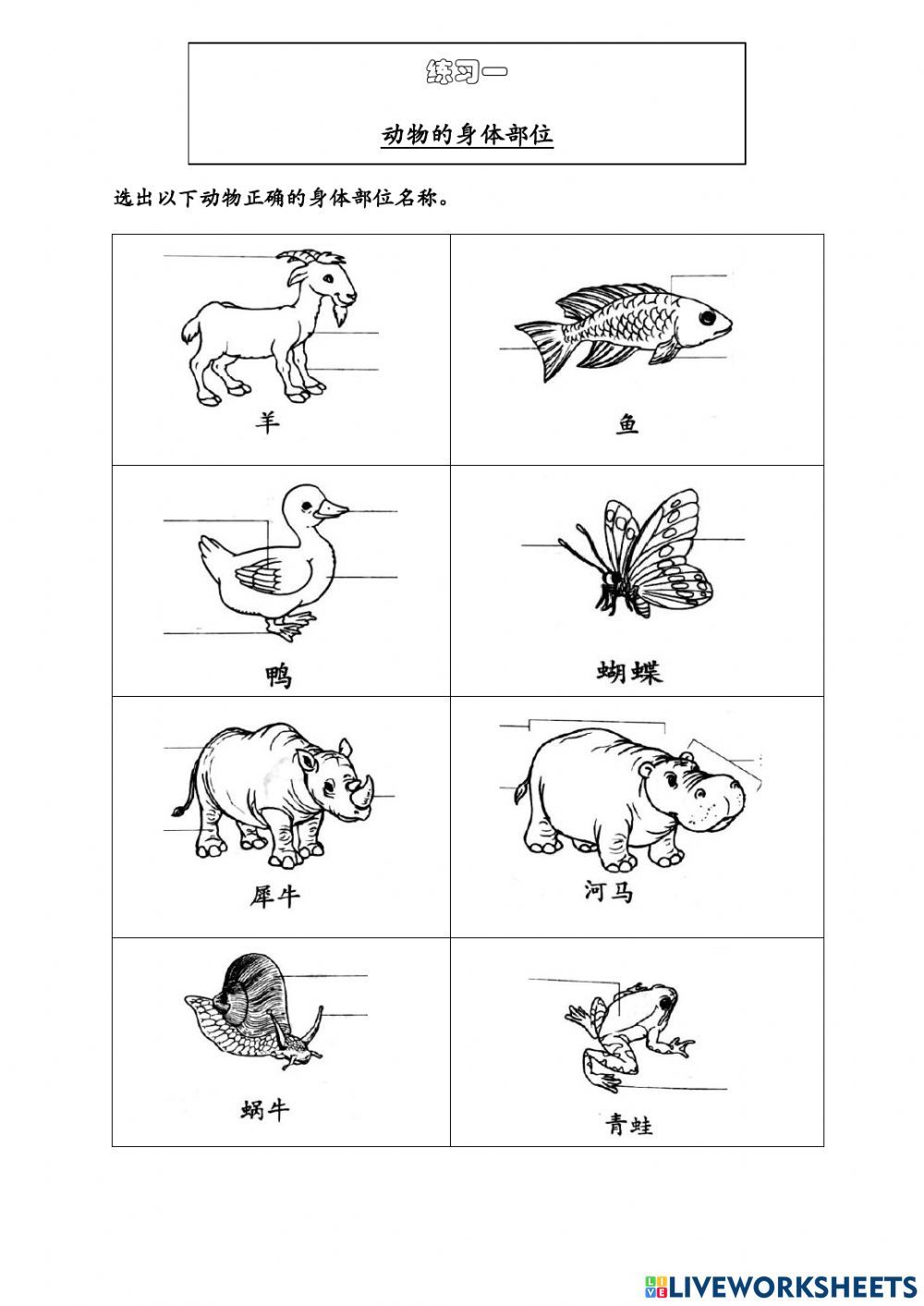 新澳一肖：揭秘头大脚小的动物生肖玄机，深度解析与趣味解读