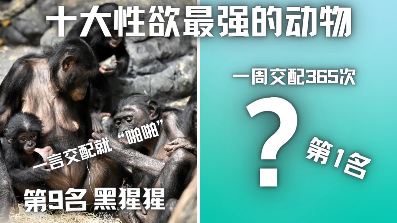 深度解析：新澳一肖知性情的动物打一牛肖，揭秘牛肖的性格与运势