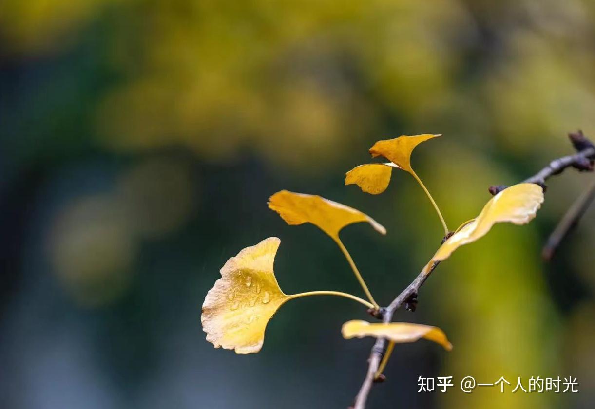 深度解析：49资料澳门三肖三码精准1OO%丫一背后的逻辑与应用全攻略