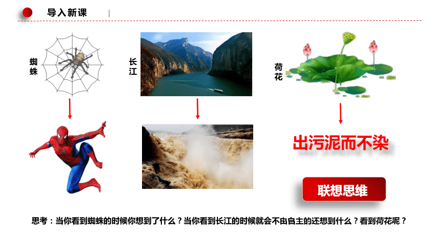 新澳一肖伏法受诛猜一肖：深度解析与动物联想趣味猜谜