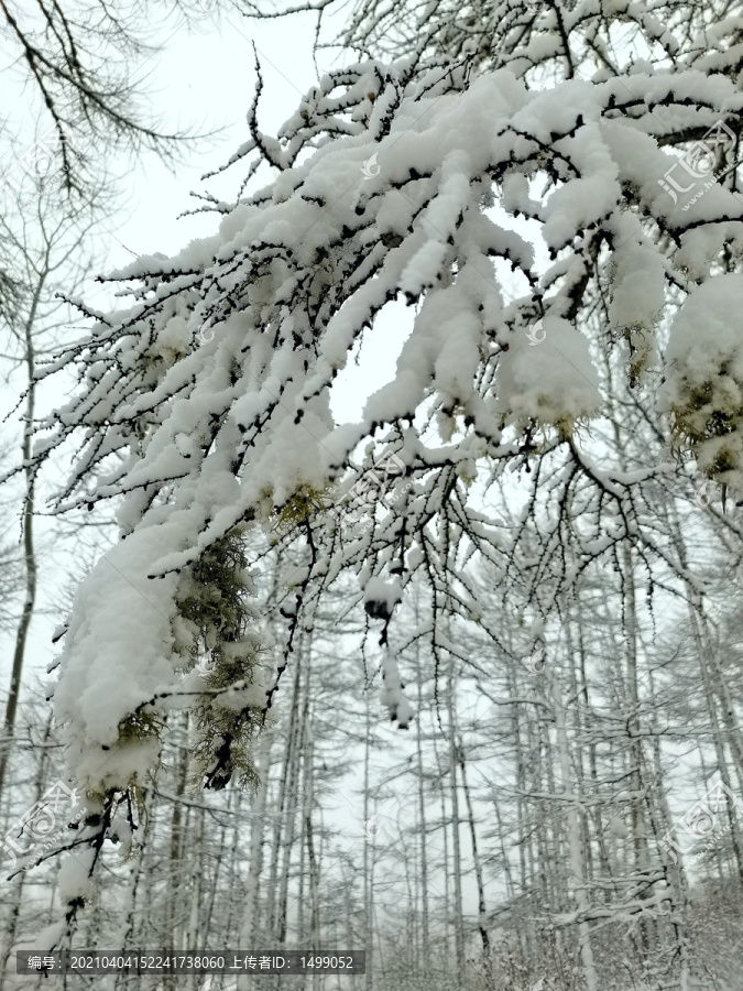 深度解析：49图论坛阳春白雪打一生肖百度肖背后的玄机与百度搜索技巧