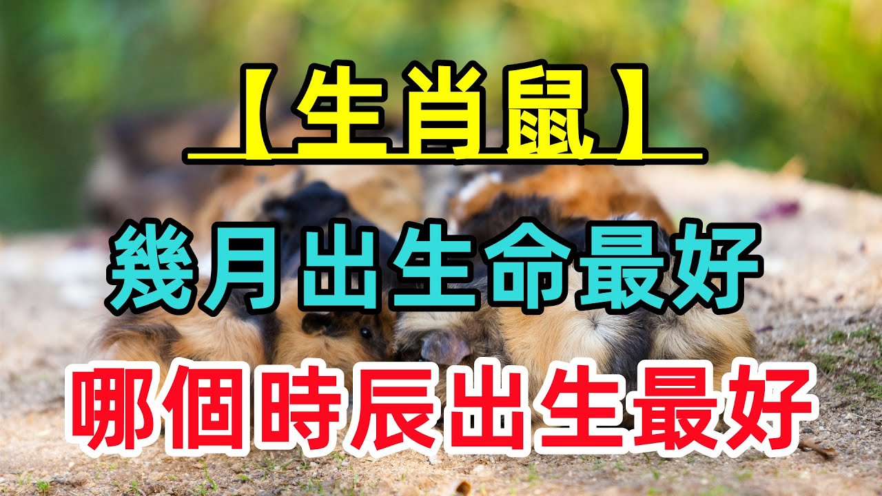 49图论坛12生肖排位揭秘：生肖鼠为何独占鳌头？深度解读